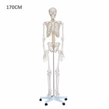 Teaching Model Fake Human Skeleton, Human Skull
